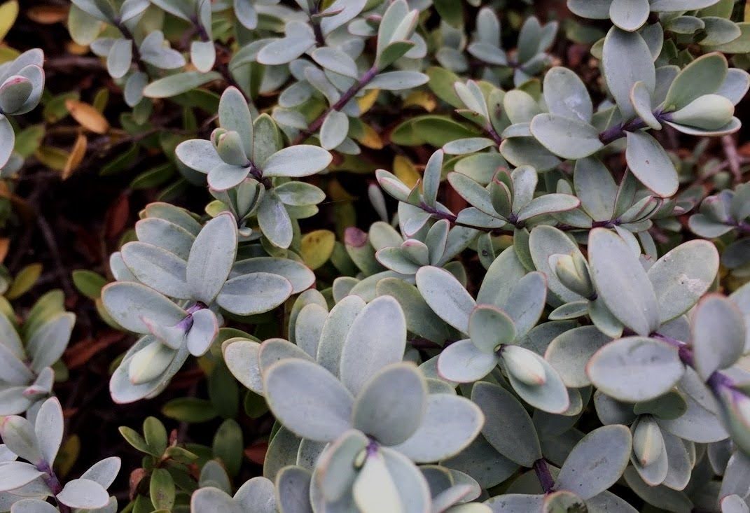 The Plant